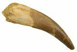 Fossil Plesiosaur (Zarafasaura) Tooth - Morocco #298320-1